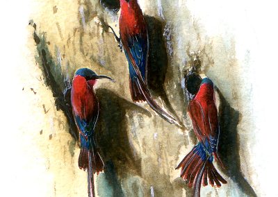 Watercolor painting of three red and blue birds on a cliff face digging nests into the dirt.