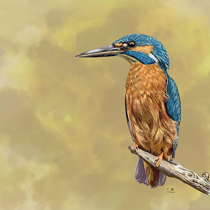 digital drawing of a Pygmy Kingfisher against an olive-colored background