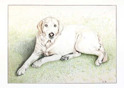 Acolored pencil drawing of a white Labrador dog lies on a grassy background.