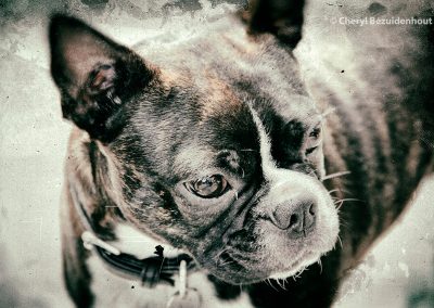 A small English bulldog close up