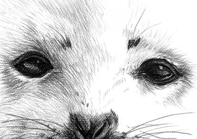 Close up of a seal pup in black charcoal pencil