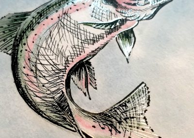 Detail of a drawing in pen of a salmon fish.