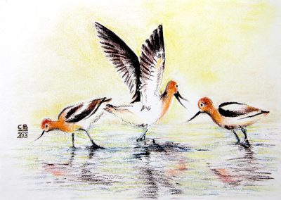 Pastel drawing of three shore birds foraging in shallow water.