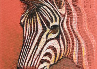 Young zebra charcoal and pastel drawing on brick-red Canson paper (2003)